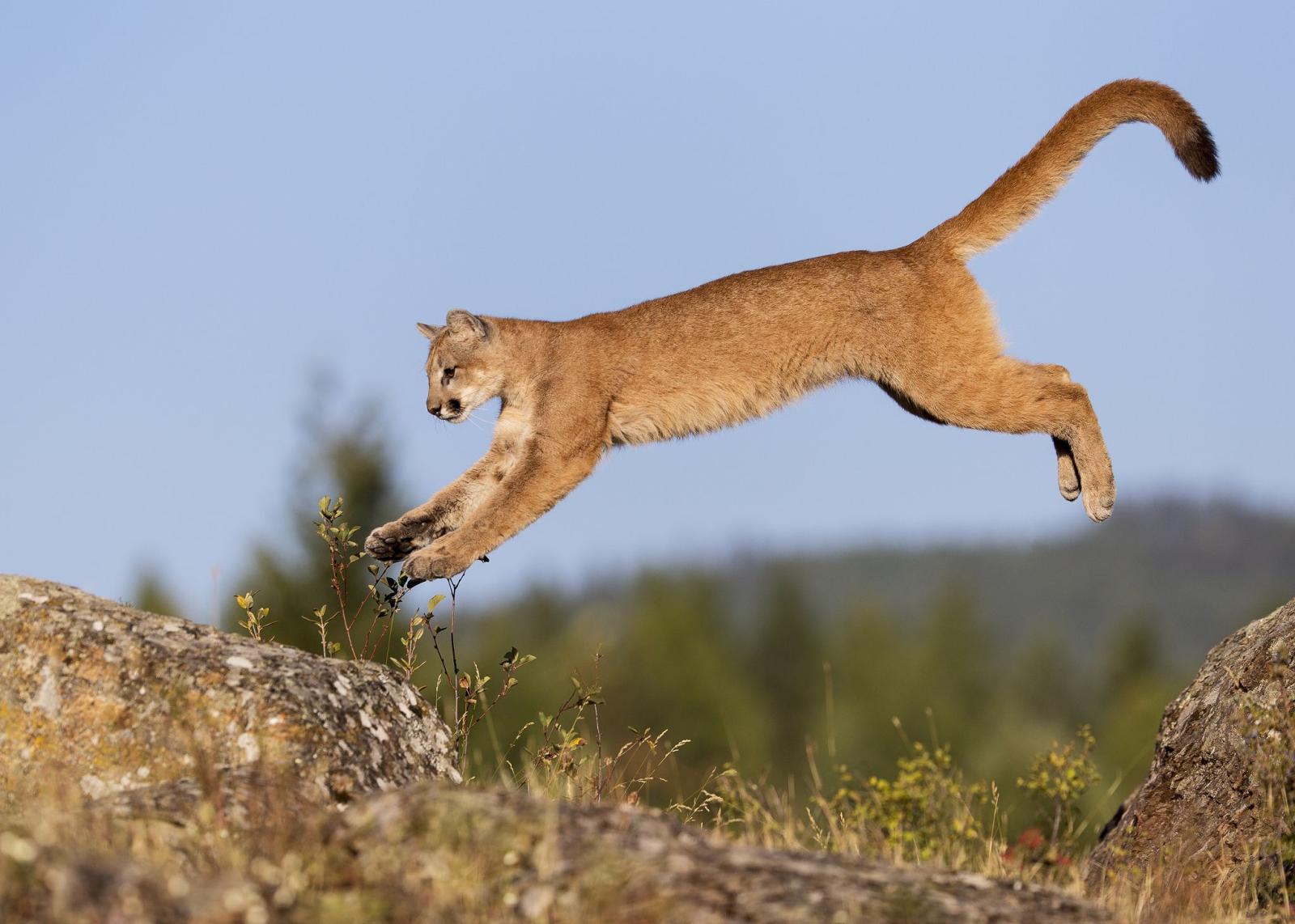 2048x1463 162 Cougar HD Wallpapers | Background Images
