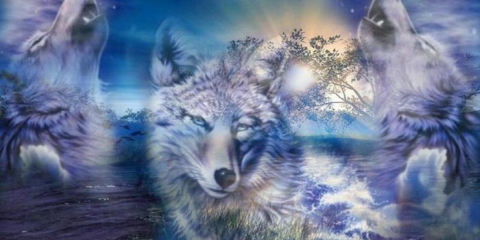 1440x900 Wolves - Wolves Wallpaper (40487496) - Fanpop