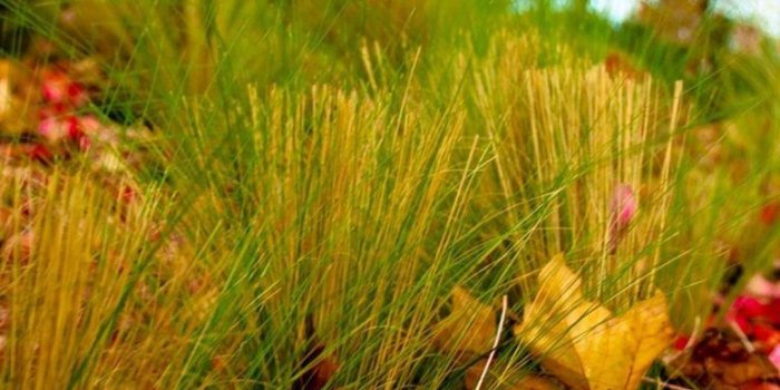 768x1664 50+ Free vivo Z1 Pro Phone Wallpapers - TalkElement