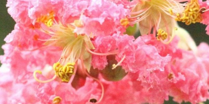 768x1664 50+ Free vivo Z1 Pro Phone Wallpapers - TalkElement