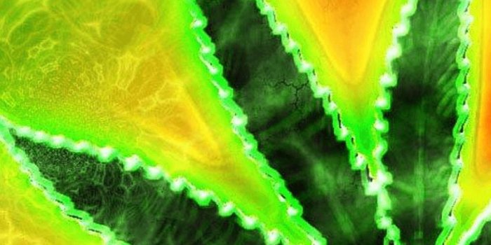 800x1279 Rasta Weed Live Wallpaper for Android - APK Download