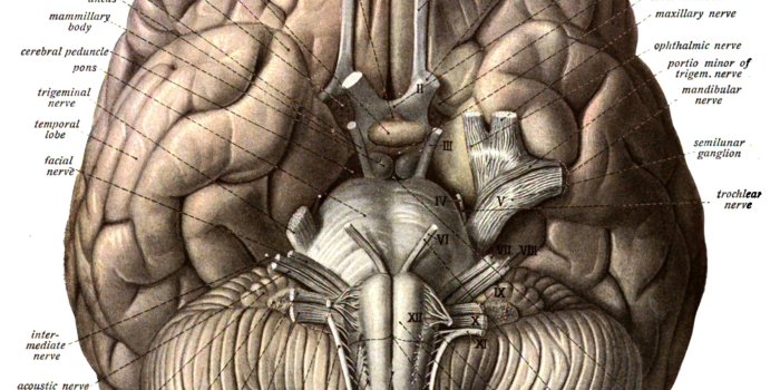 2404x2652 Brain Anatomy Wallpapers