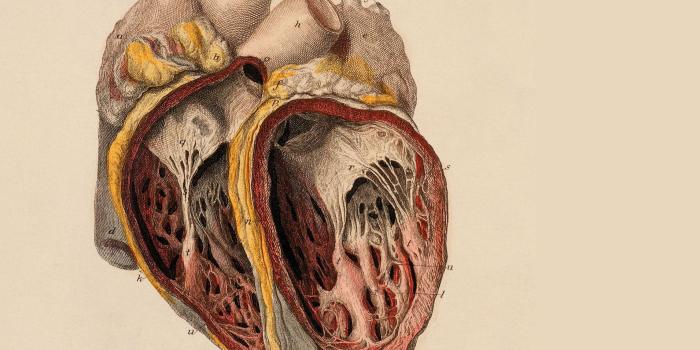 1910x1609 Human Anatomy Wallpapers