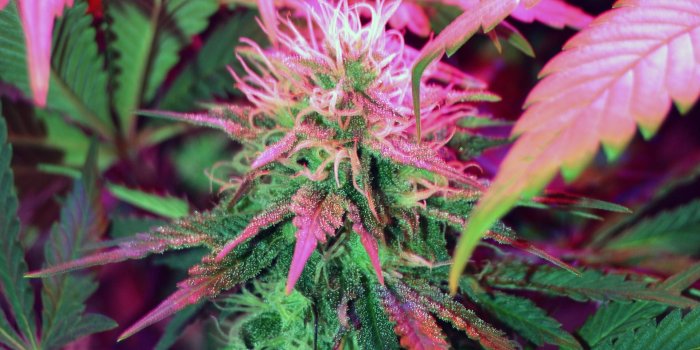 1920x1080 Weed Wallpaper 1080p – Epic Wallpaperz