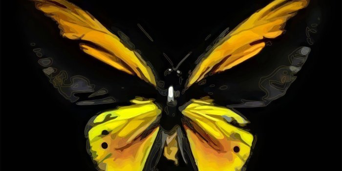 1920x1200 Butterfly Abstract Wallpaper Hd Pc
