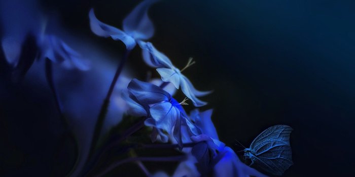 1600x1067 Flowers: Blue Butterflies Butterfly Abstract Wallpaper for HD 16:9