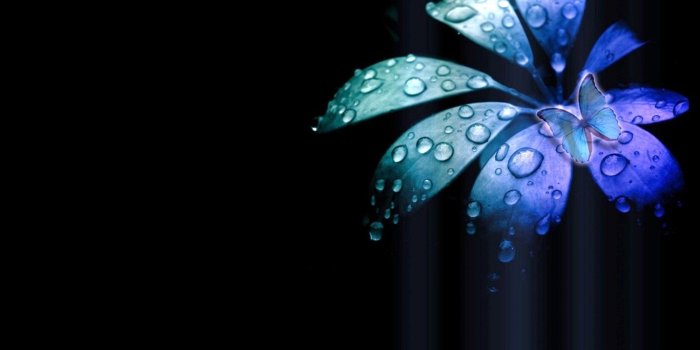 1366x768 Drips Flower Photography Butterfly Dewdrops Fantasy Abstract