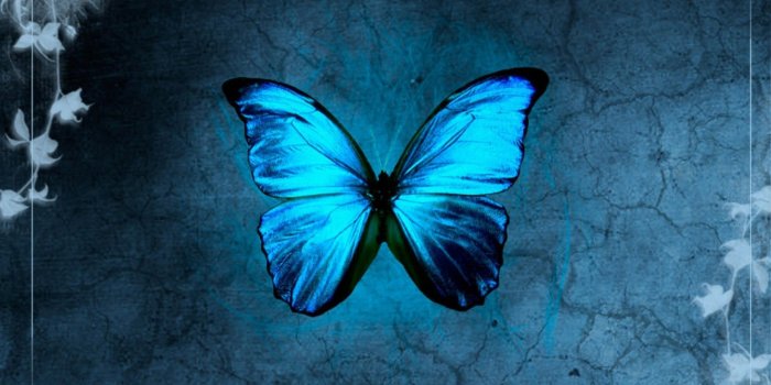 2560x1920 Blue Butterfly HD Wallpaper (70+ images)
