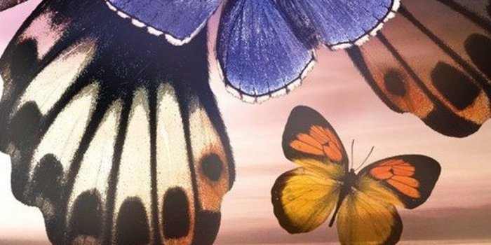 1080x1920 Abstract Colorful Butterfly Hd Images Only Hd Wallpapers - Blue