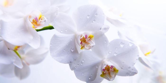 2560x1600 White Orchid Wallpapers