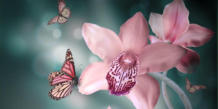 3840x2160 Orchids in Water Desktop Wallpapers - Top Free Orchids in Water