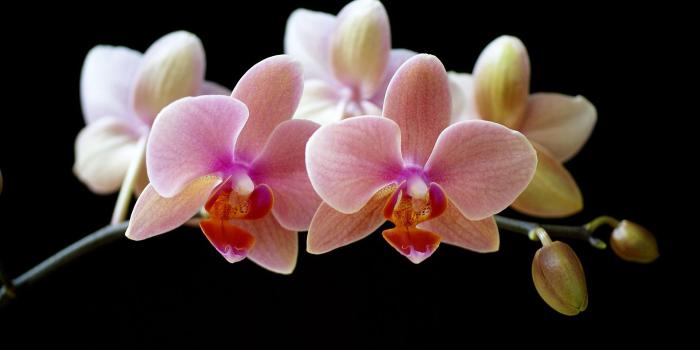1920x1200 habrumalas: Orchids Wallpaper Images