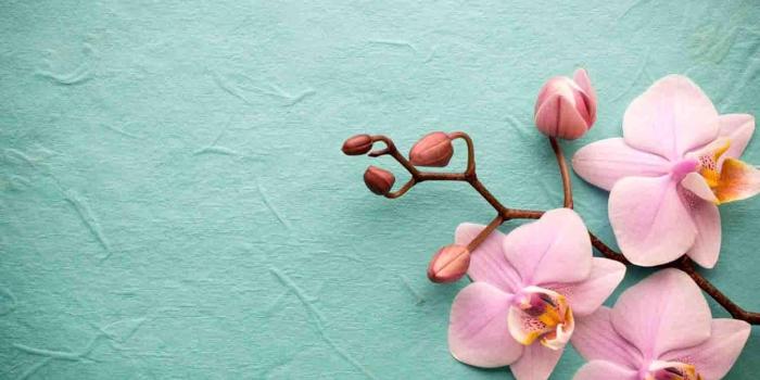 1350x900 PC.396: Orchid Desktop Wallpaper (1350x900) | Wallperio.com™