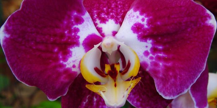 1100x781 Download Orchid Flower Wallpapers Desktop Backgrounds Computer