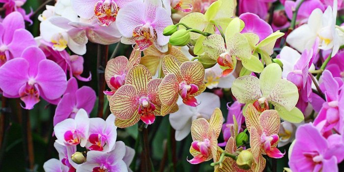1280x800 Colorful Orchids wallpaper － Flower Wallpapers - Free download
