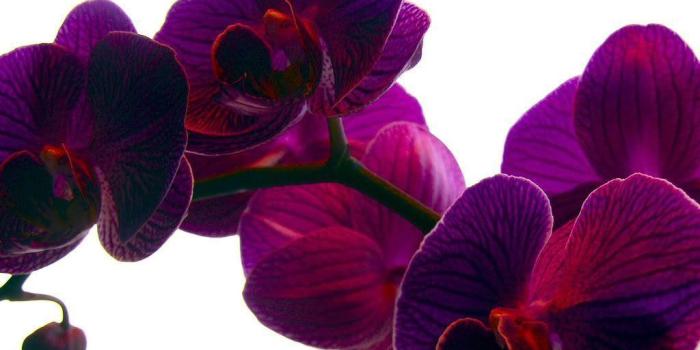 1024x778 Purple Orchid Wallpapers