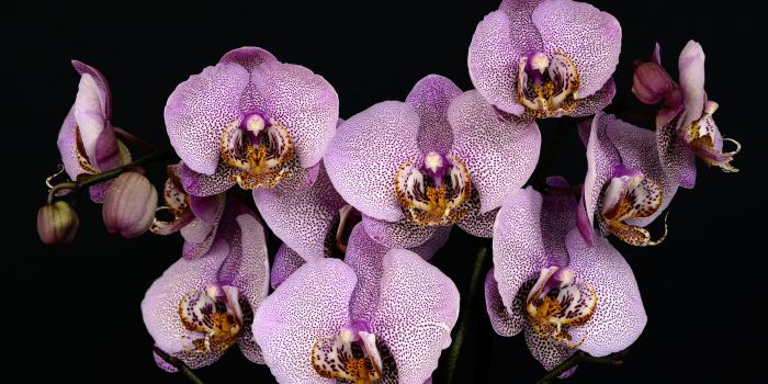 3840x2160 Orchids Chromebook Wallpaper