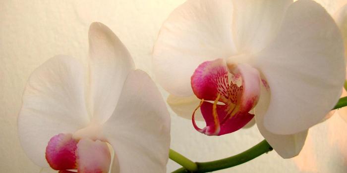 1280x958 White Orchid Wallpapers