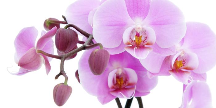 3888x2592 Purple Orchid Wallpapers