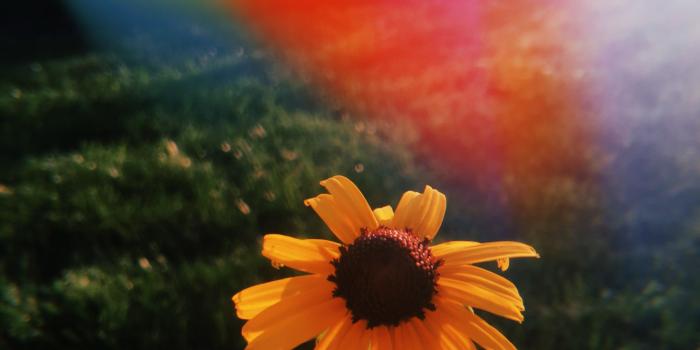 3024x4032 Israel Rodriguez on film | Sunflower wallpaper, Aesthetic