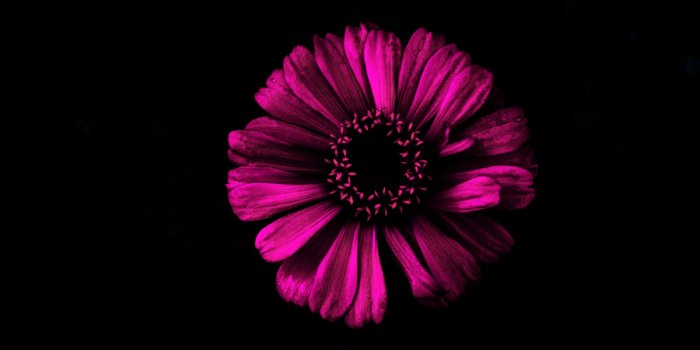 3840x2160 Dark Flower ❤ 4K HD Desktop Wallpaper for 4K Ultra HD TV • Wide