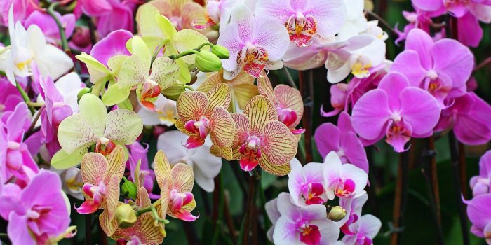 1920x1080 Orchids wallpaper | 1920x1080 | #66558