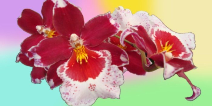 1024x768 Orchid Flowers Wallpapers 1024x768