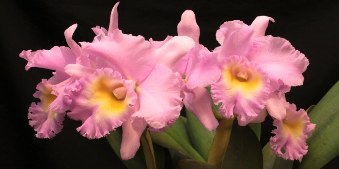 3264x2176 Orchid Flower Colors HD Wallpaper, Background Images