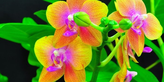 1285x900 Top Collection of Orchid Wallpapers, Orchid Wallpaper, Pack V.61