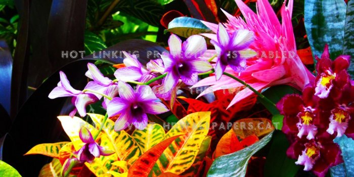 1365x768 colorful flowers bromeliad orchids croton