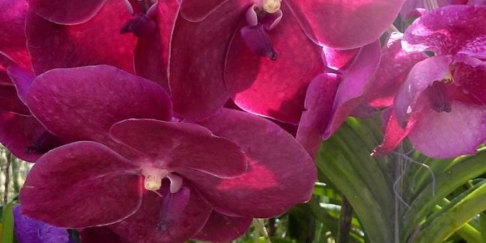 800x1420 Download wallpaper 800x1420 orchids, flowers, bright, colorful