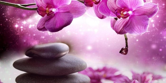 2066x1716 Flower: Colors New Romantic Stones Design Violet Spa Orchid Flower