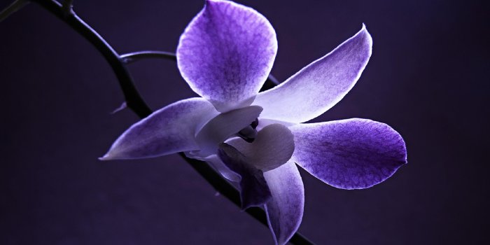2880x1800 Purple Orchid Flower Wallpaper Wallpaper | WallpaperLepi