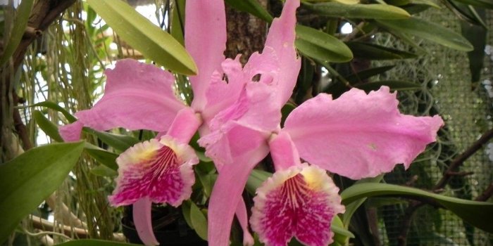 1024x768 Orchids Tag wallpapers: Pretty Orchids Lovely Colorful Flowers