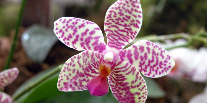 1920x1200 Orchid Flower Closeup Colorful - Free Stock Photos, Images, HD