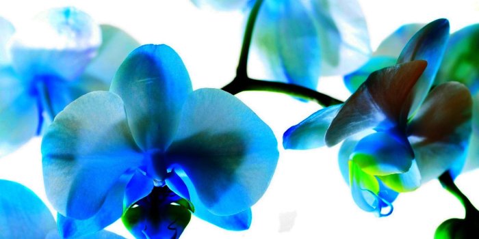 1920x1200 HD wallpaper: Dendrobium Orchid Type Purple Color | Wallpaper Flare