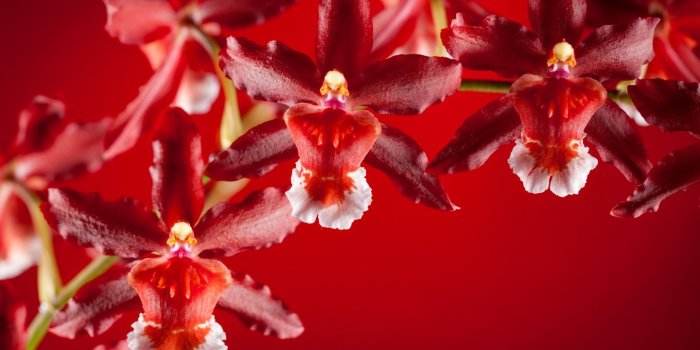 1440x900 Orchids - Flowers Wallpaper (33763476) - Fanpop