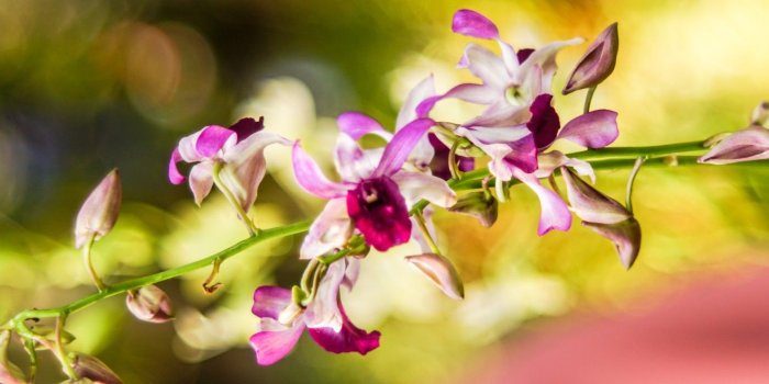 1332x850 Wallpaper macro, flowers, blur, orchids, colorful, Wallpaper from