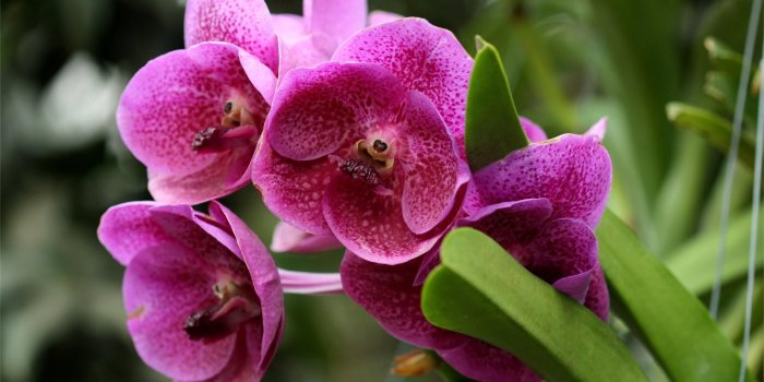 2650x1830 3338770 Orchids, Flowers, Colorful, Different, Close-up wallpaper