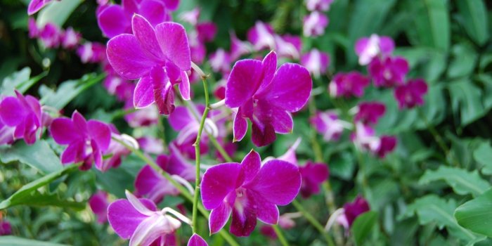 1600x1071 BB55BB Color wallpapers: Petunias Flowers Day Purple Photography