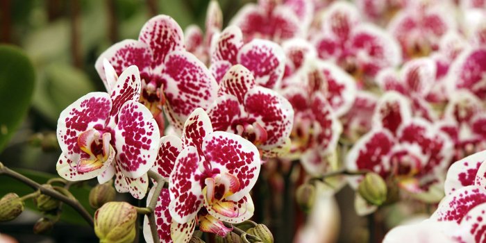 1412x930 Phalaenopsis Orchids Indoor Flowers Plant Care - Rocket Farms