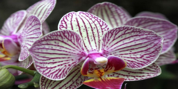 2560x1600 Purple Orchid Beautiful Hd Wallpaper : Wallpapers13.com