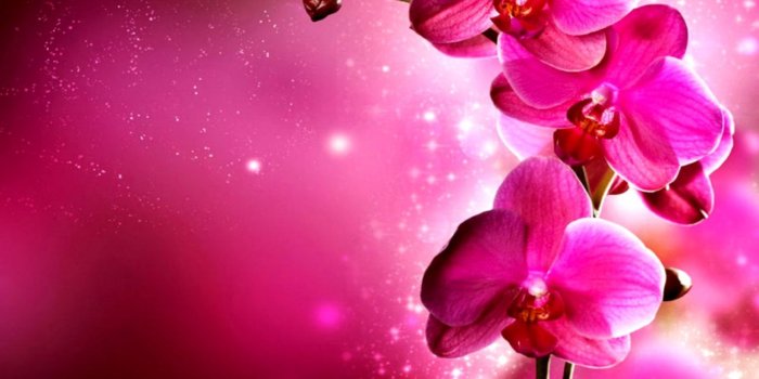 1296x828 Flowers Orchids Flowers Wallpapers | Wallpapers Colorful