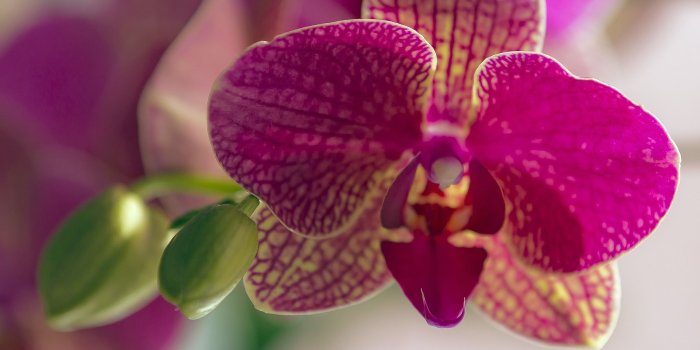 1920x1080 Orchid HD Wallpaper | Background Image | 1920x1080 | ID:777607