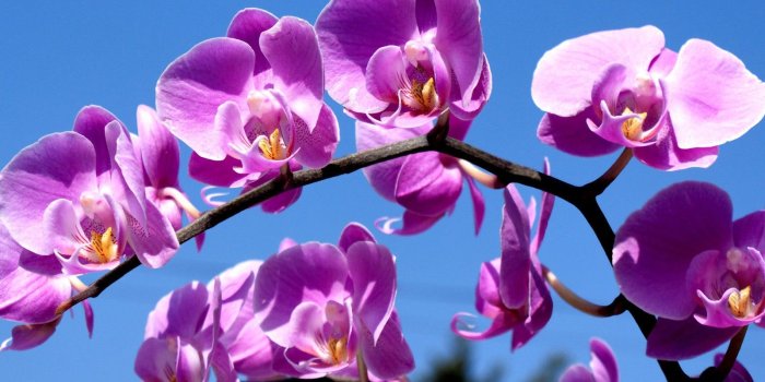 1600x1200 Flowers: PURPLE ORCHIDS Nature Flowers Beauty Colors Wallpaper Wide