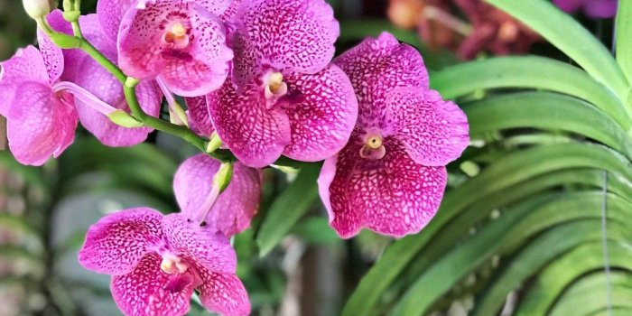 1024x768 Orchid Care: How to Grow Vanda Orchids – OrchidRepublic