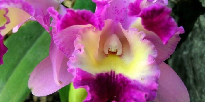 1024x768 Flowers: Colors Orchid Petals Costa Rica Leaves Purple Flower