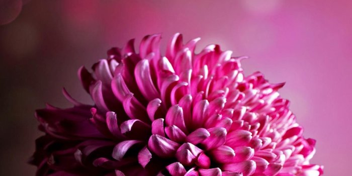 1200x1920 Dark Pink Chrysanthemum Wallpaper iPhone | 2019 3D iPhone Wallpaper