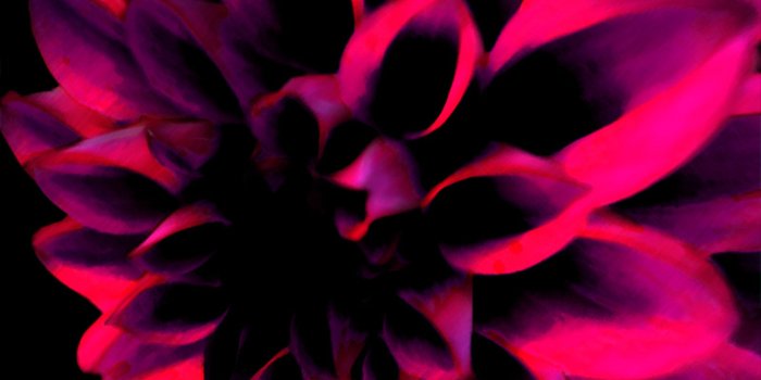 3333x2500 55+ Hot Pink Flower Wallpapers - Download at WallpaperBro