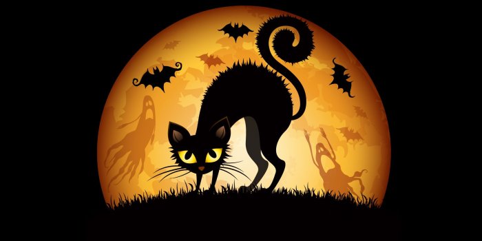 1920x1200 Halloween Cat Wallpaper #6922492